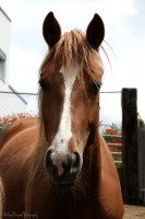 /album/naturaldreamphotography/img-5801bearbeitet-jpg1/